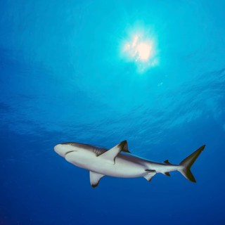 Underwater photo of Grey reef shark swimming through blue water sea, above sun sun rays and wave