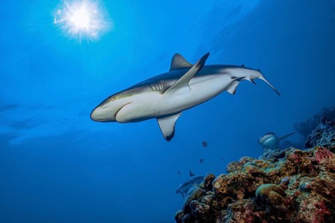 Underwater photo of Grey reef shark (Carcharhinus amblyrhynchos) swimming over reef edge edge of