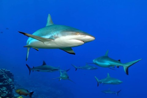 Underwater photo of group of grey reef sharks (Carcharhinus amblyrhynchos) Grey reef shark swimming