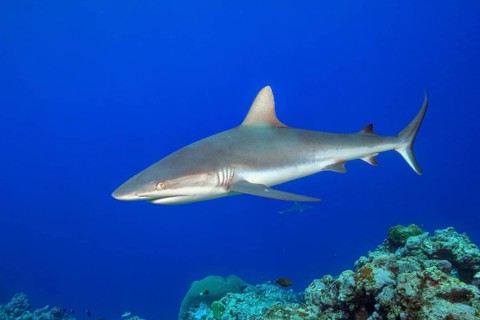Underwater photo of Grey reef shark (Carcharhinus amblyrhynchos) swimming over reef edge edge of