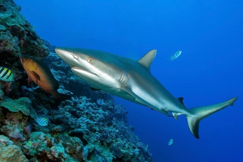 Underwater photo of large specimen of great Grey reef shark (Carcharhinus amblyrhynchos) swimming