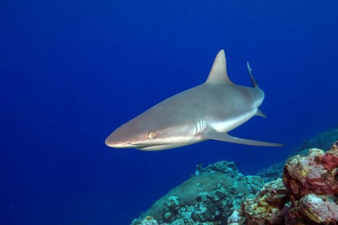 Underwater photo of Grey reef shark (Carcharhinus amblyrhynchos) swimming over reef edge edge of