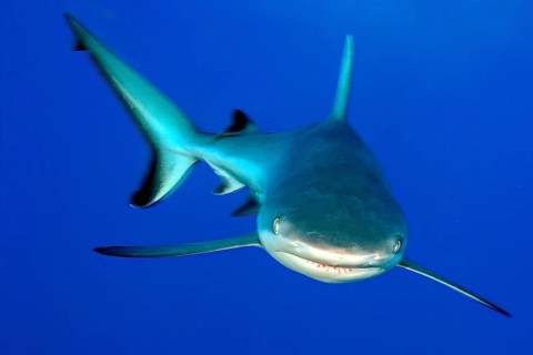 Underwater photo of large Grey reef shark (Carcharhinus amblyrhynchos) shows aggressive behaviour