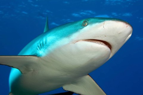 Underwater photo of close-up of Grey reef shark (Carcharhinus amblyrhynchos) swimming with spread