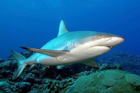 Underwater photo of large specimen of great Grey reef shark (Carcharhinus amblyrhynchos) swimming