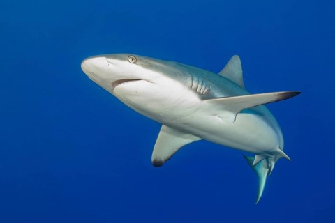 Underwater photo of Grey reef shark (Carcharhinus amblyrhynchos) swimming with spread fins slightly