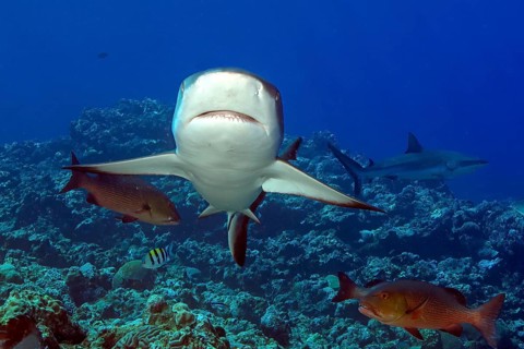 Underwater photo of Grey reef shark (Carcharhinus amblyrhynchos) swimming with spread fins slightly