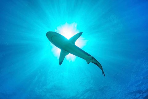 Underwater photo of view from depth to sea surface on underside of Grey reef shark swimming through