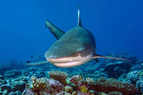 Underwater photo of large blacktip reef shark (Carcharhinus melanopterus) Blacktip reef shark shows