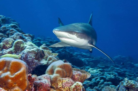 Blacktip reef shark (Carcharhinus melanopterus) Blacktip reef shark swimming with spread fins Shark