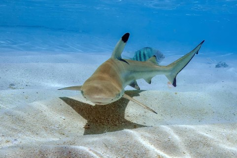 Juvenile blacktip reef shark (Carcharhinus melanopterus) swimming over sand in shallow lagoon off