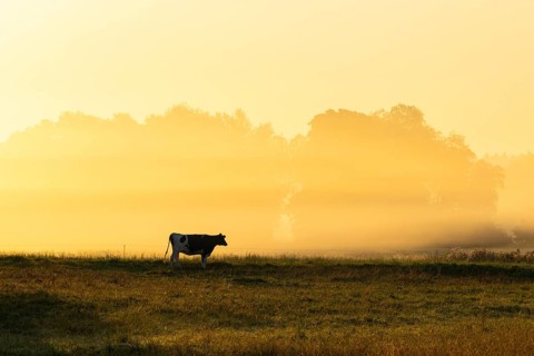 Morning atmosphere over the pasture, fog, domestic cattle (Bos taurus) on the pasture,