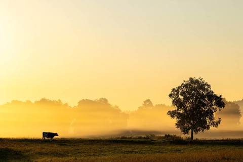 Morning atmosphere over the pasture, fog, domestic cattle (Bos taurus) on the pasture,
