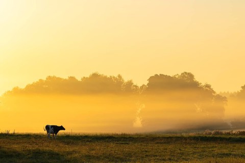Morning atmosphere over the pasture, fog, domestic cattle (Bos taurus) on the pasture,