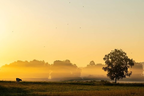 Morning atmosphere over the pasture, fog, domestic cattle (Bos taurus) on the pasture,