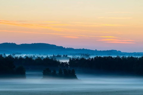 Morning atmosphere in the moor, mixed forest, birch (Betula), birch family (Betulaceae), wet
