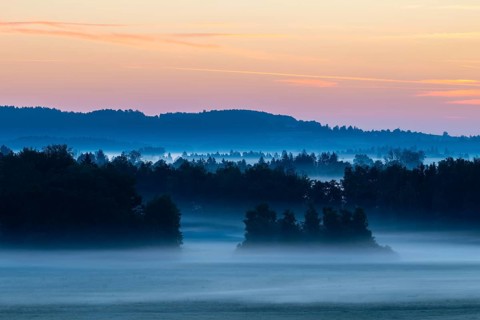 Morning atmosphere in the moor, mixed forest, birch (Betula), birch family (Betulaceae), wet
