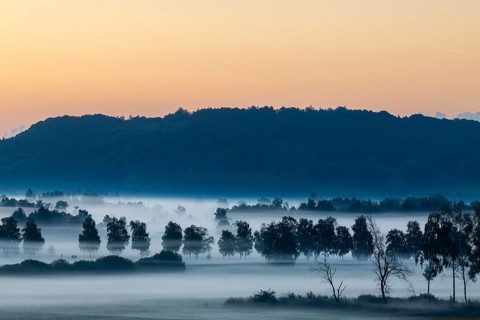 Morning atmosphere in the moor, birch trees (Betula), birch family (Betulaceae), wet meadow, dawn,