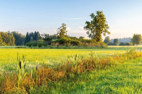 Drainage ditch in wet meadow, cattail (Typha), sweet grasses (Poaceae), fog, birch, birch family