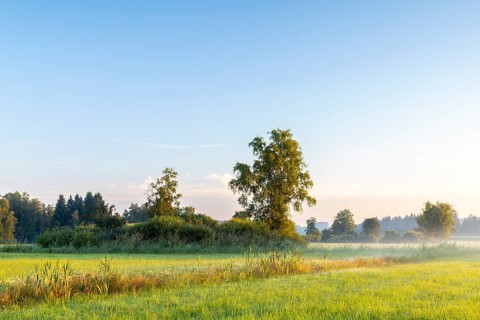 Drainage ditch in wet meadow, cattail (Typha), sweet grasses (Poaceae), fog, birch, birch family