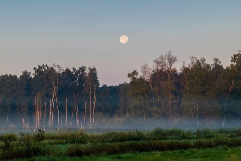 Morning atmosphere in the moor, full moon over the forest, fog, birch (Betula), birch family