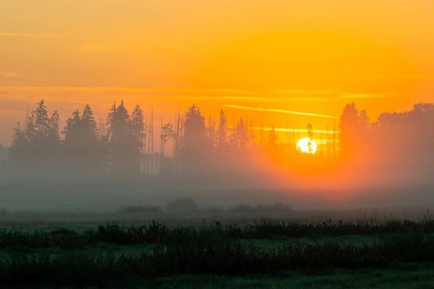 Morning atmosphere in the moor, mixed forest, sunrise, dawn, fog, Pfrunger-Burgweiler Ried,