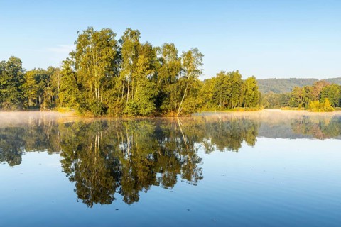 Nillsee, moorland lake, birch trees on an island, birch trees (Betula), birch family (Betulaceae),