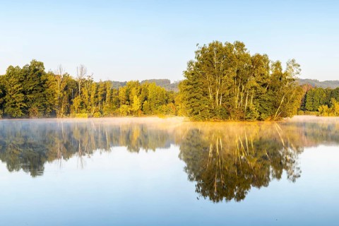 Nillsee, moorland lake, birch trees on an island, birch trees (Betula), birch family (Betulaceae),