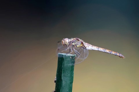 Vagrant darter (Sympetrum vulgatum), female, macro, Germany, The dragonfly sits on a green stick