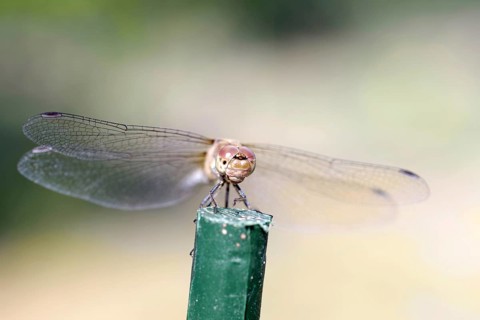 Vagrant darter (Sympetrum vulgatum), female, from the front, macro, Germany, front view of a