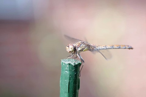 Vagrant darter (Sympetrum vulgatum), female, macro, colourful, Germany