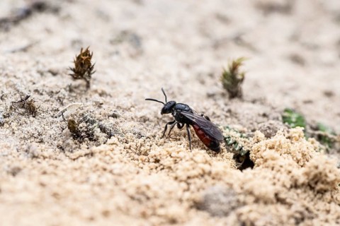Bug wasp (Astata boops), Emsland, Lower Saxony, Germany