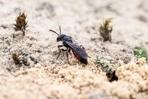 Bug wasp (Astata boops), Emsland, Lower Saxony, Germany
