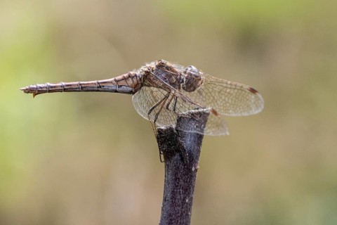 Vagrant darter (Sympetrum vulgatum), Emsland, Lower Saxony, Germany