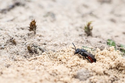 Bug wasp (Astata boops), Emsland, Lower Saxony, Germany