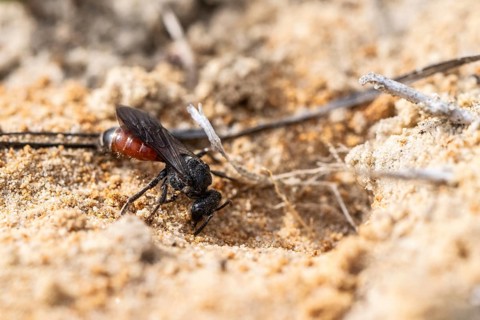 Bug wasp (Astata boops), Emsland, Lower Saxony, Germany