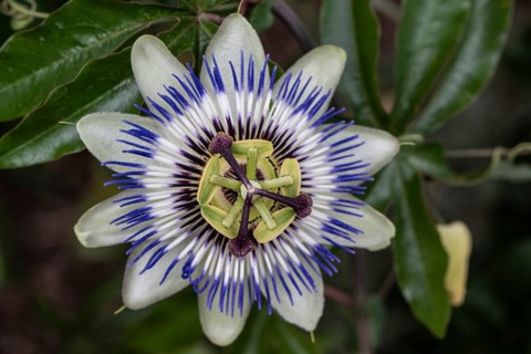Passion flower (Passiflora caerulea), Emsland, Lower Saxony, Germany