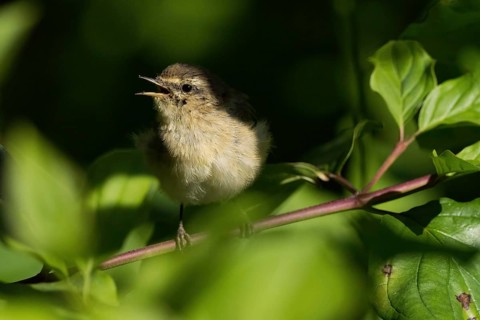 A chiffchaff (Phylloscopus collybita), young bird, sitting on a branch amidst green leaves and