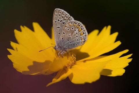 A blue butterfly (Polyommatus icarus) resting on a bright yellow flower, coreopsis, under direct