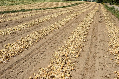 Yellow onions lying in rows in fields for drying in Ystad municipality, Skåne county, Sweden,