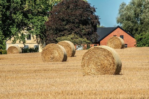 Round straw bales on field in front of farmbuildings in Ystad, Skåne County, Sweden, Scandinavia