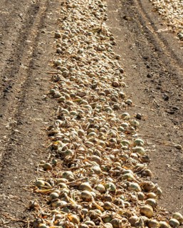 Yellow onions lying in rows in fields for drying in Ystad municipality, Skåne county, Sweden,