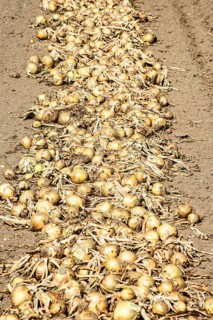 Yellow onions lying in rows in fields for drying in Ystad municipality, Skåne county, Sweden,