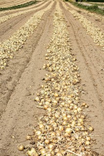 Yellow onions lying in rows in fields for drying in Ystad municipality, Skåne county, Sweden,