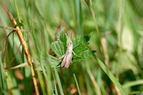 Meadow grasshopper (Chorthippus dorsatus), male, meadow, summer, Germany, The grasshopper is