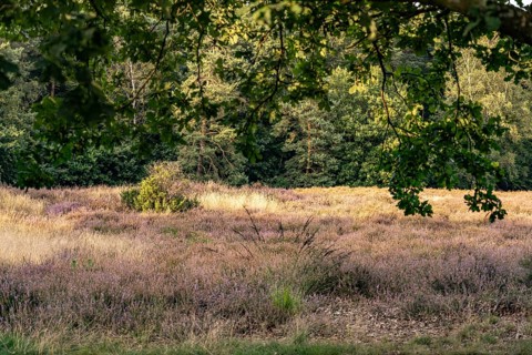 Westruper Heide nature reserve in Haltern am See, North Rhine-Westphalia, Germany