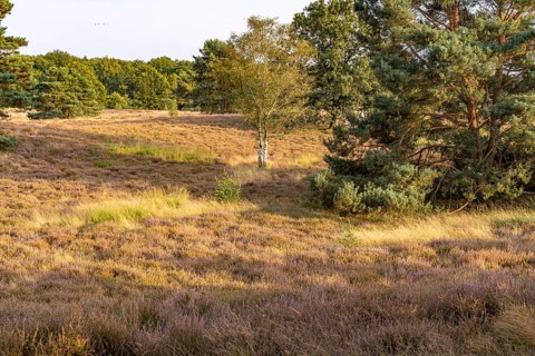 Westruper Heide nature reserve in Haltern am See, North Rhine-Westphalia, Germany