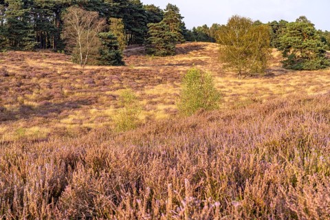 Westruper Heide nature reserve in Haltern am See, North Rhine-Westphalia, Germany