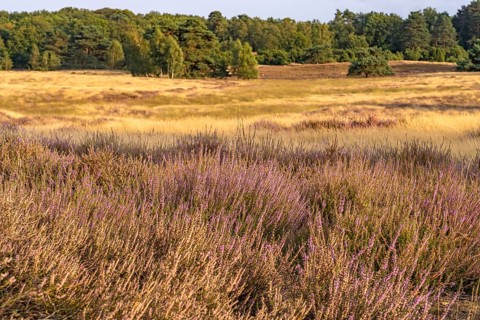 Westruper Heide nature reserve in Haltern am See, North Rhine-Westphalia, Germany