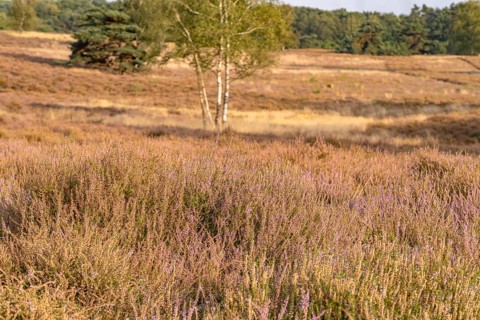 Westruper Heide nature reserve in Haltern am See, North Rhine-Westphalia, Germany